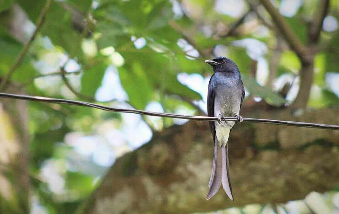 Fork-tailed Drongo